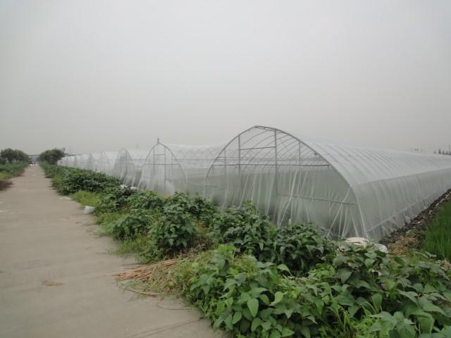 60目加密防虫网